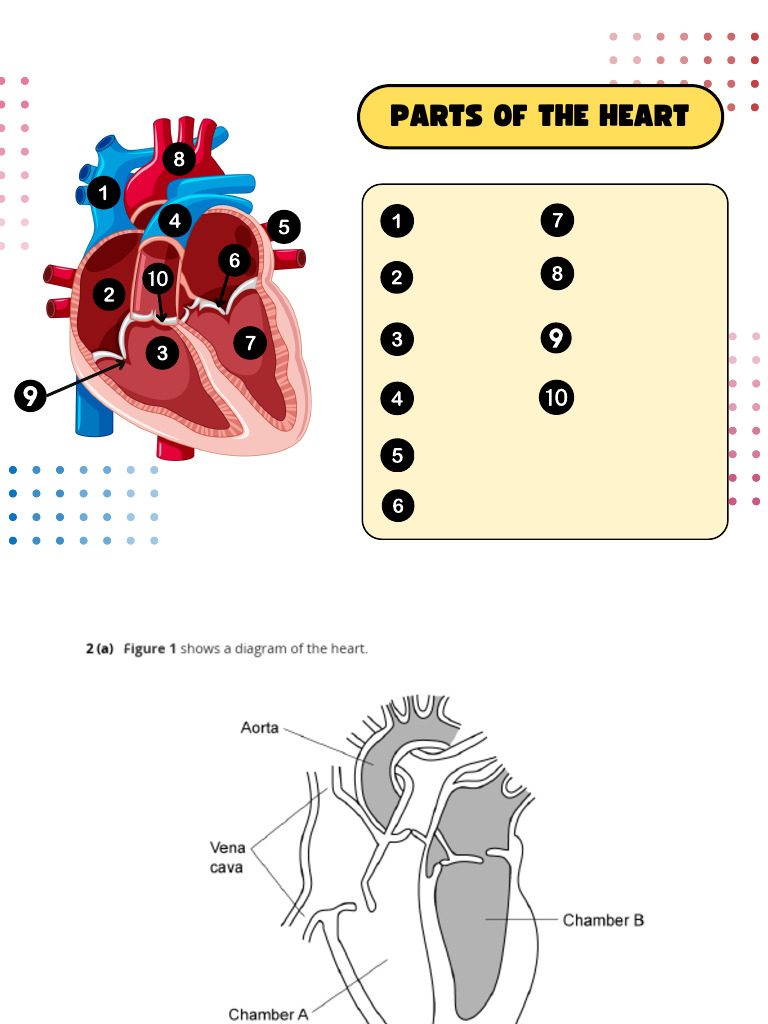 The Heart | PDF