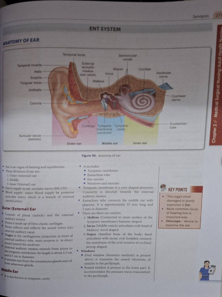 Ent PDF | PDF