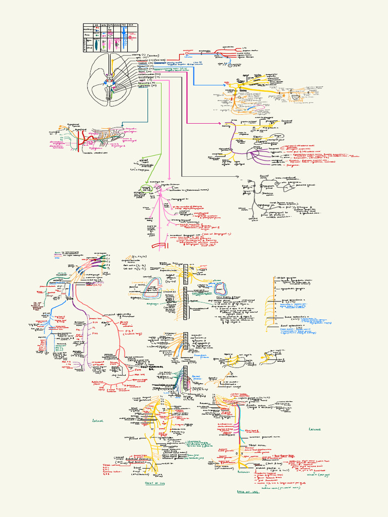Nerve Supply. | PDF | Human Anatomy | Human Head And Neck
