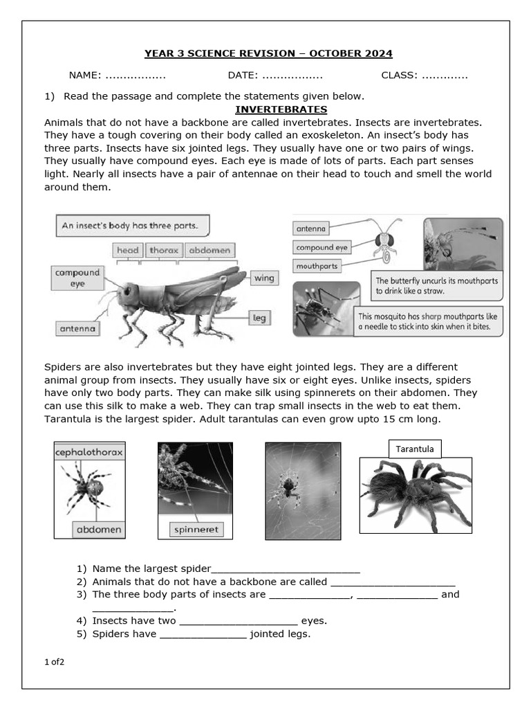 Year 3 Science Practice - Term 1 | PDF