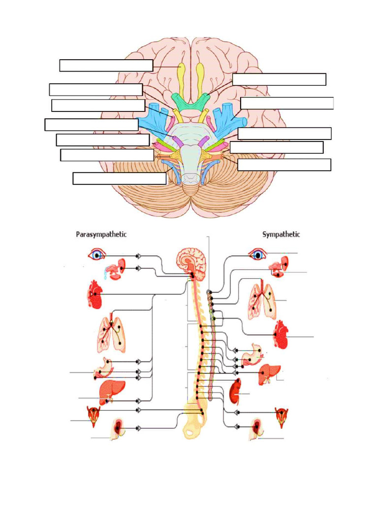 Midterm Practice Exam - Psy 4 | PDF | Cerebrospinal Fluid | Nervous System