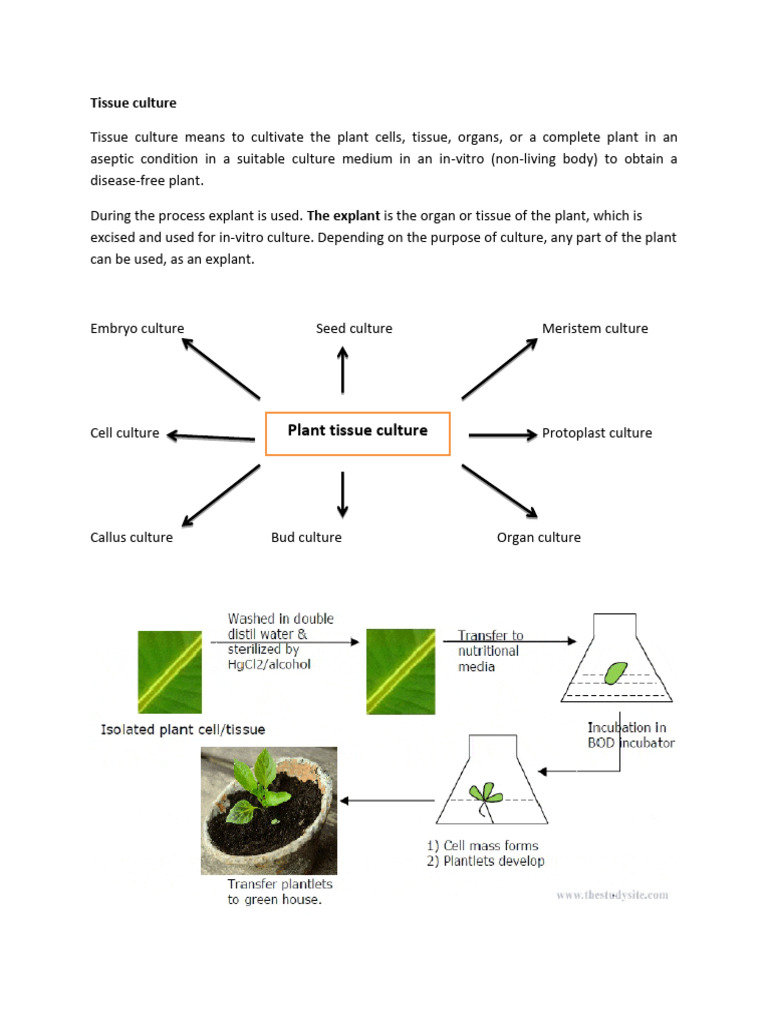 Tissue Culture 2 Final | PDF | Root | Botany