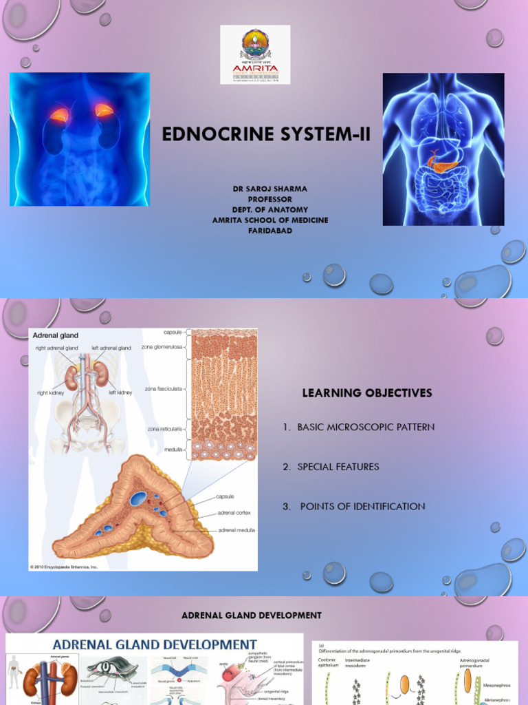 l13 Endocrine System-II | PDF | Pancreas | Adrenal Gland