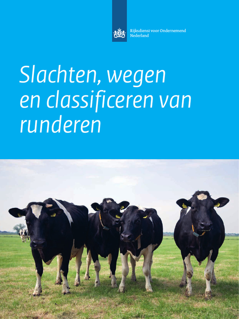 Slachten Wegen en Classificeren Van Runderen | PDF