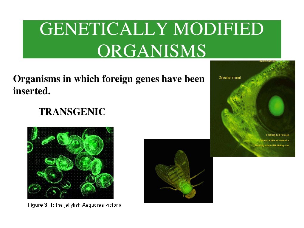 Genetically Modified Organisms | PDF