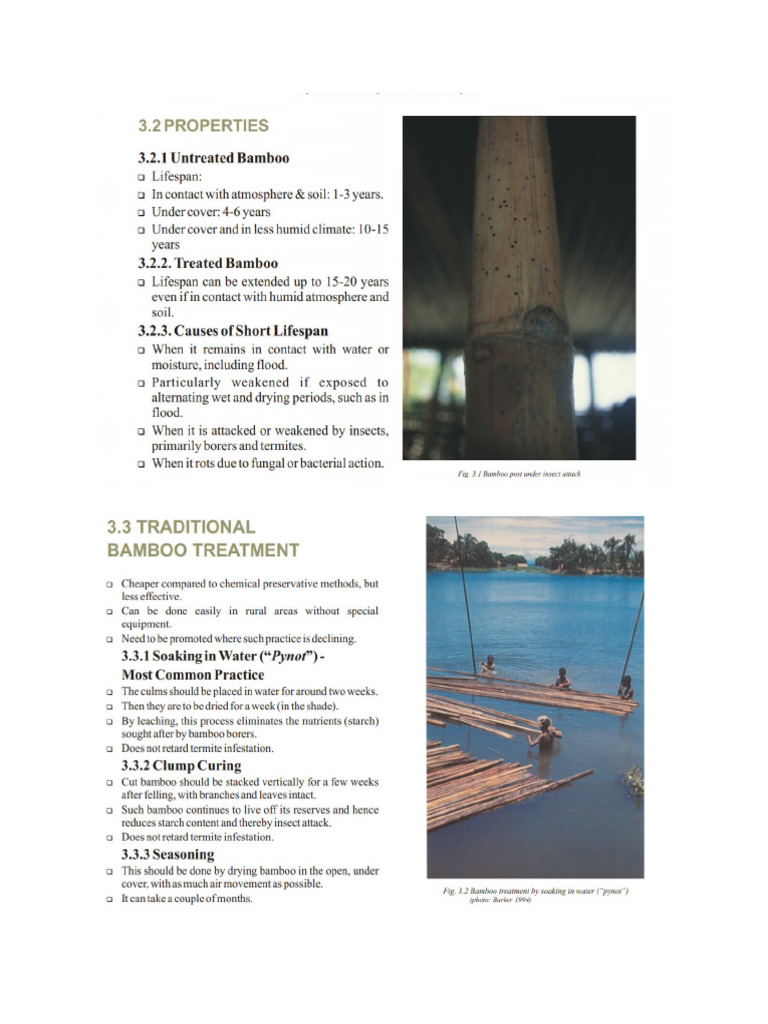 Bamboo | PDF