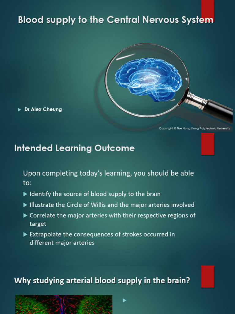 Blood Supply Upload 2026 | PDF | Cerebral Cortex | Stroke