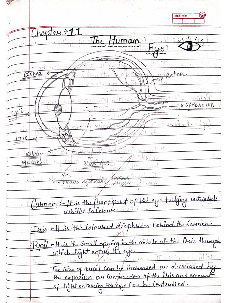 HUMAN EYE (1) | PDF