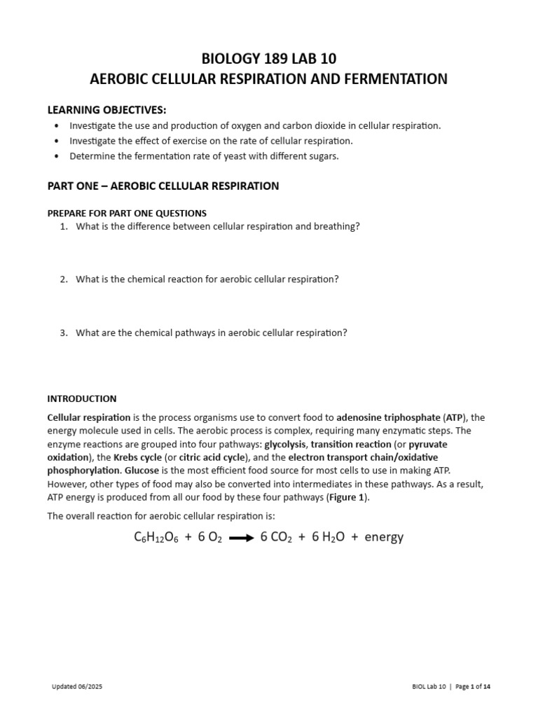 Bio 189 Lab 10 | PDF | Cellular Respiration | Glycolysis