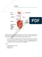 Digestive System (Alimentary Canal + Digestive Glands + Digestive Process)