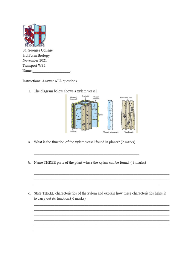 Transport Worksheet 2 Xylem | PDF | Leaf | Plants