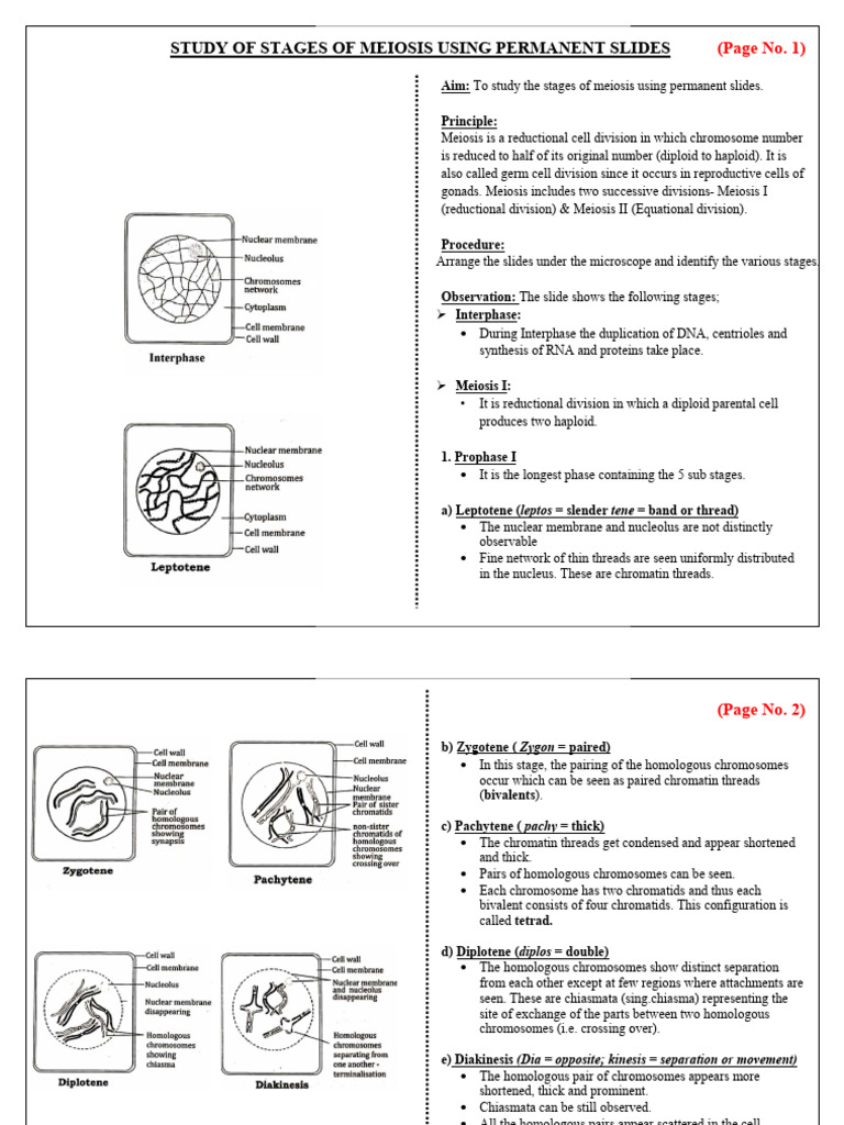 Meiosis Experiment - Practical | PDF | Meiosis | Chromosome