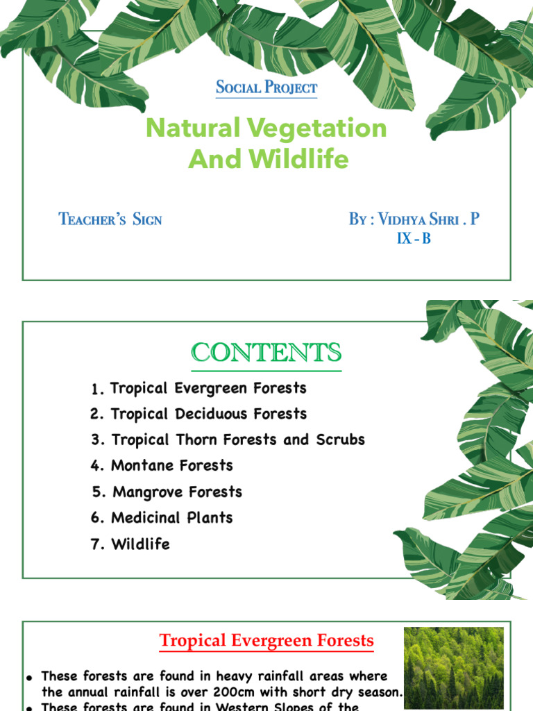 Presentation1 1 | PDF | Forests | Tropics