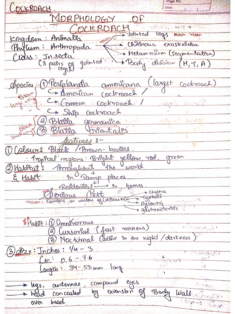 Cockroach | PDF