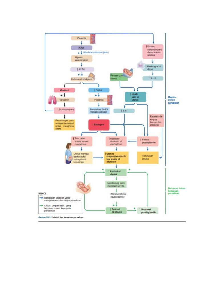 Partutrition | PDF