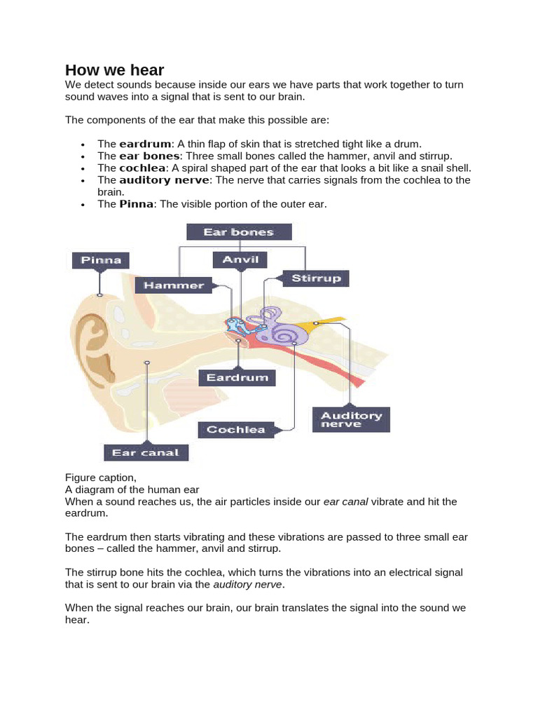 Notes On Ears Echoes and Reverbration | PDF