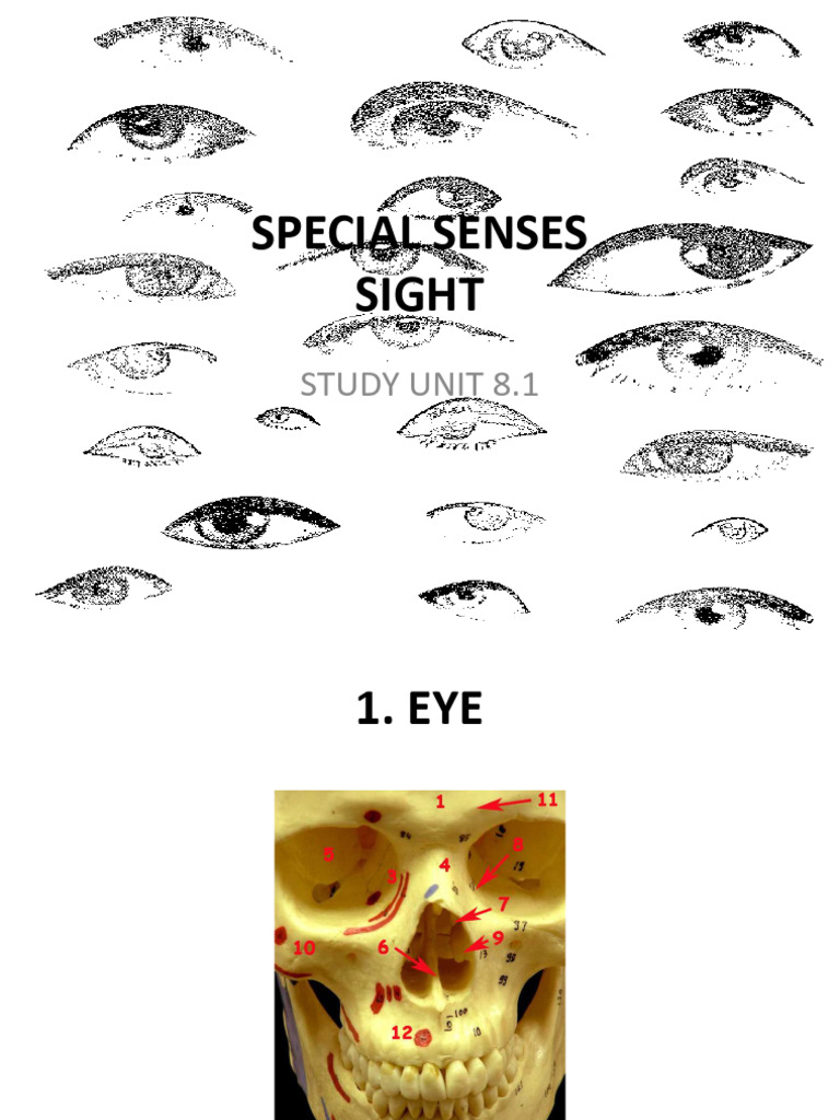 8.1 Special Senses - Sight | PDF