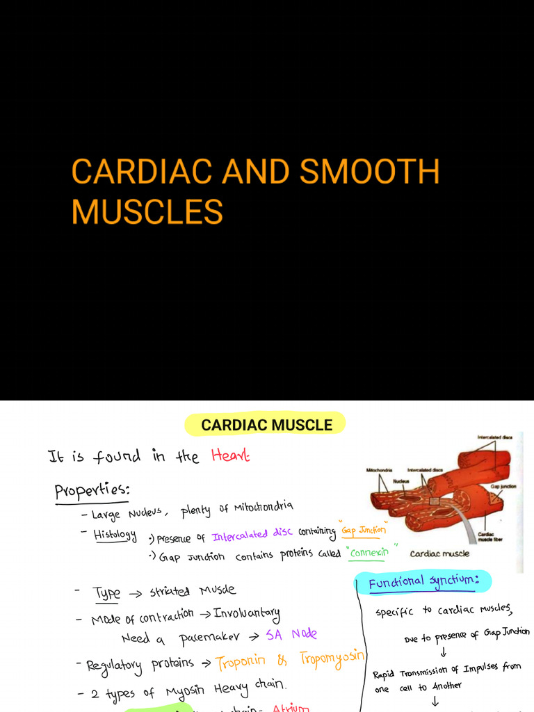 13- Cardiac and Smooth Muscles | PDF