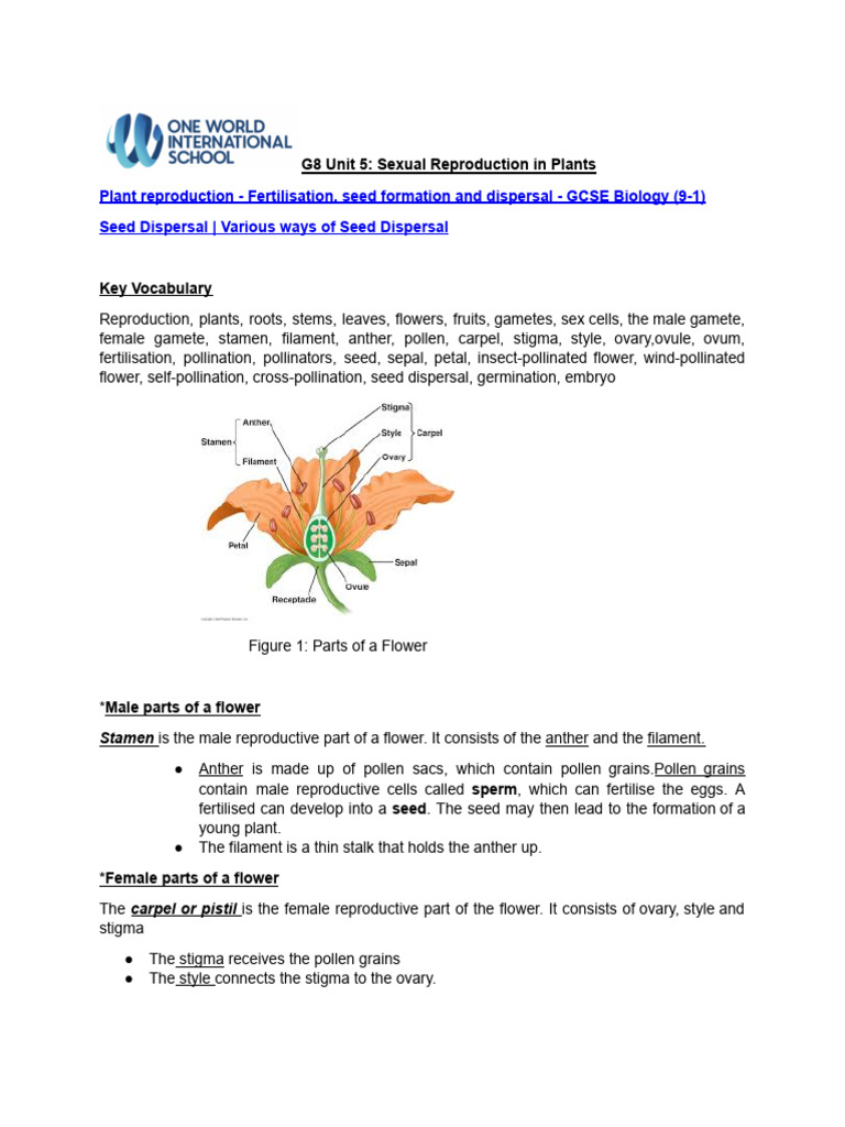 Sexual Reproduction in Plants | PDF | Flowers | Seed