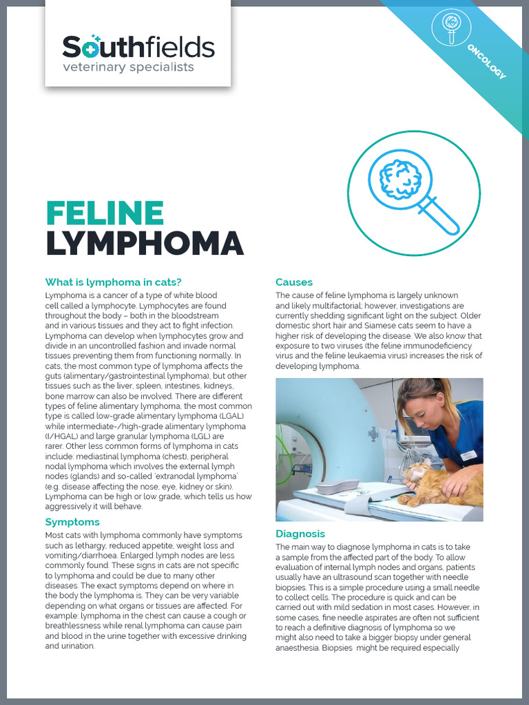 8191 SOUTH Feline Lymphoma A4 AW | PDF | Lymphoma | Chemotherapy