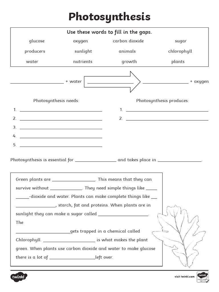 T2 S 156 Photosynthesis Worksheet Ver 2 | PDF | Photosynthesis | Plants