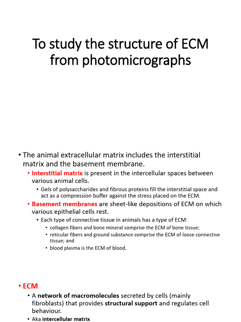 The Extracellular Matrix | PDF | Extracellular Matrix | Cell Biology