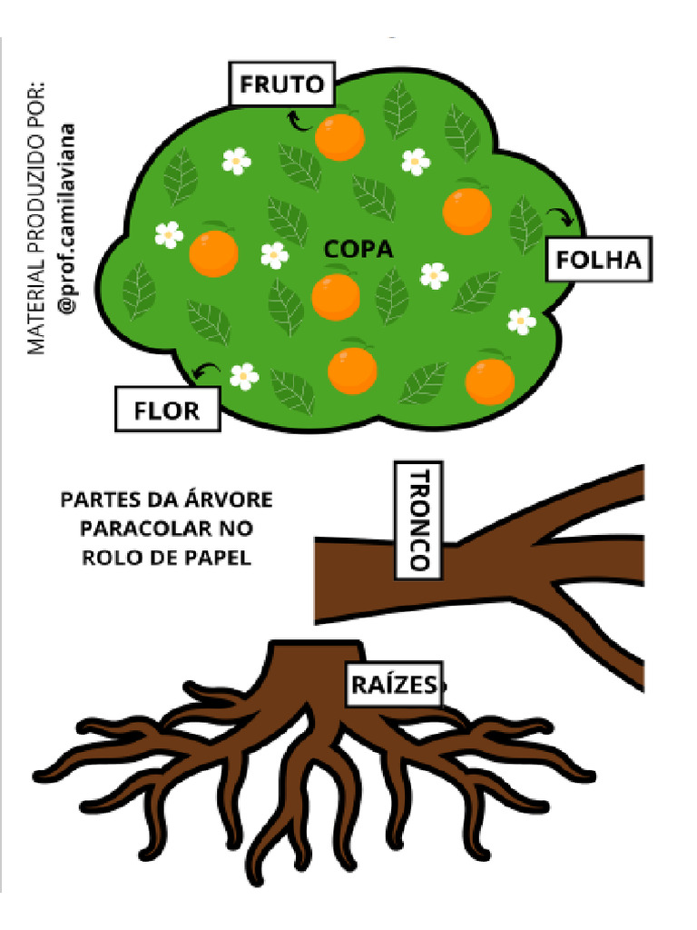Partes Da Árvore | PDF