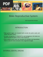 Understanding the Penile Raphe Line | PDF | Genitourinary System ...