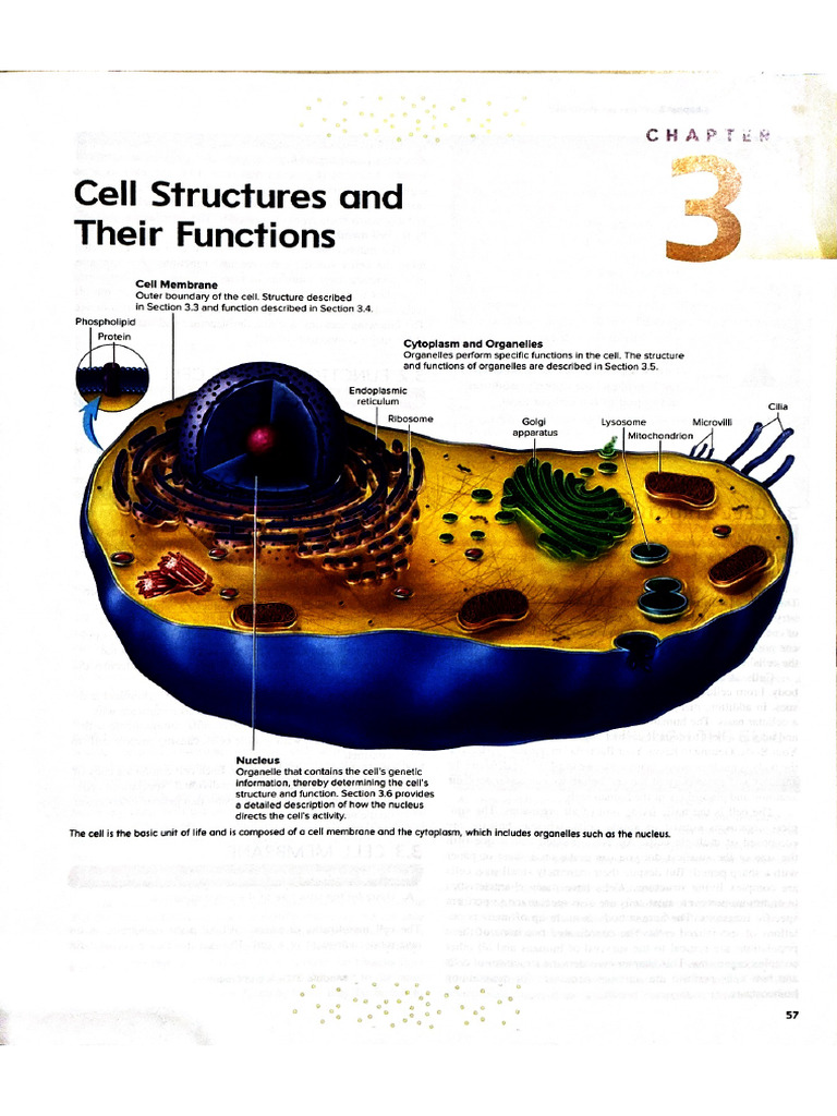 C3 - Cell Structures and Their Functions | PDF