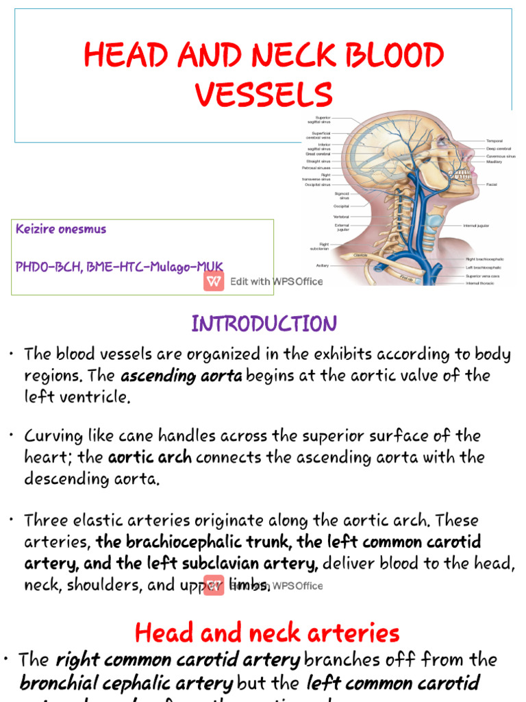 Blood Vessels of Head and Neck | PDF | Common Carotid Artery | Aorta