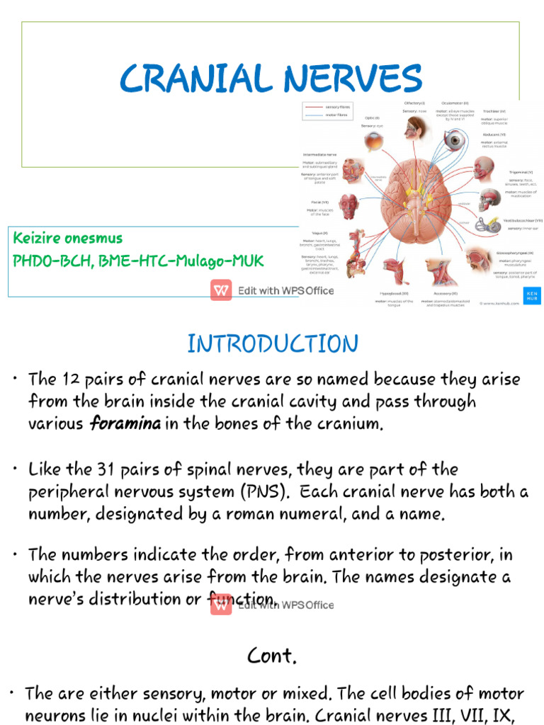 R. E Cranial Nerves | PDF | Human Nose | Vagus Nerve