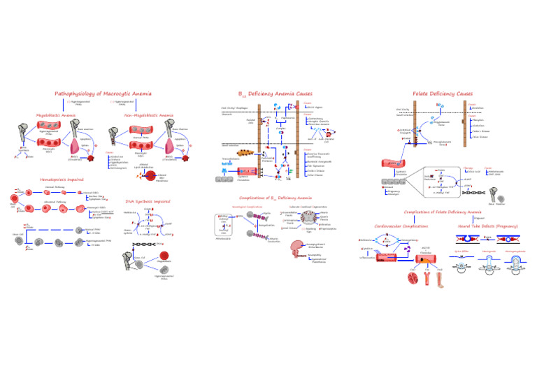 HEME-02 Macrocytic Anemia [Illustrations - Key] | PDF | Vitamin B12 ...