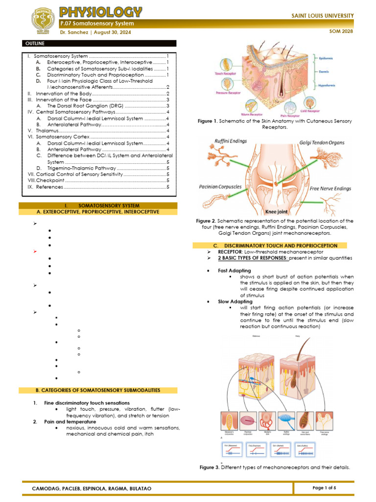 (Phy) p.07 Somatosensory System | PDF | Somatosensory System | Neuroanatomy