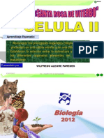 celula II