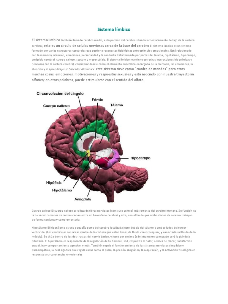 Sistema límbico y reticular Sistema límbico Cerebro