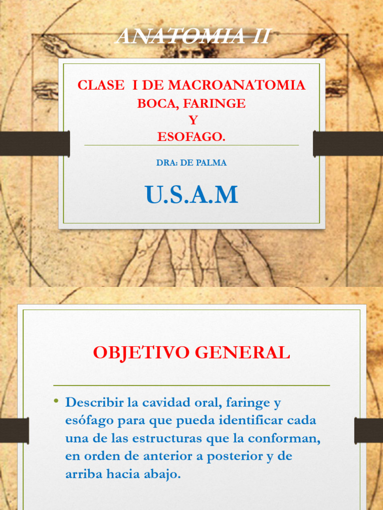 Boca Faringe y Esofago Anatomia II | PDF | Lengua | Sistema ...
