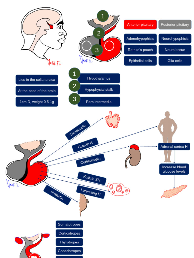 The Pituitary Gland (Autosaved) 1 | PDF | Pituitary Gland | Adrenal Gland