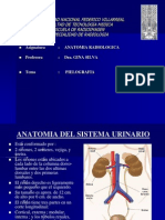 Sistema urinario y pielografía