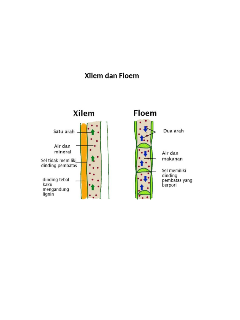 Xilem Dan Floem | PDF