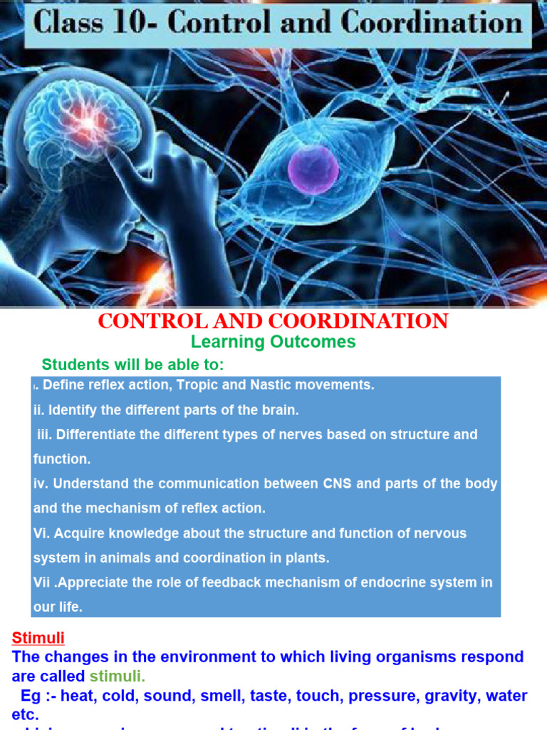 PPT-Control and Co Ordination CLASS X | PDF | Neuron | Central Nervous ...