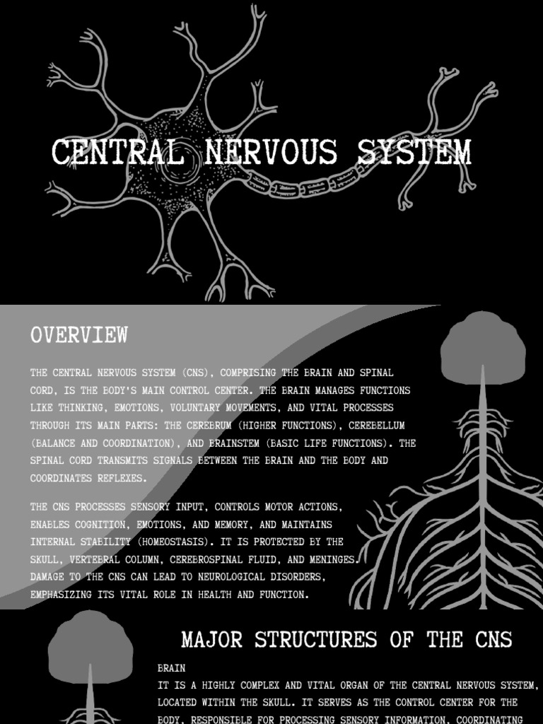Central Nervous System | PDF | Central Nervous System | Neuron
