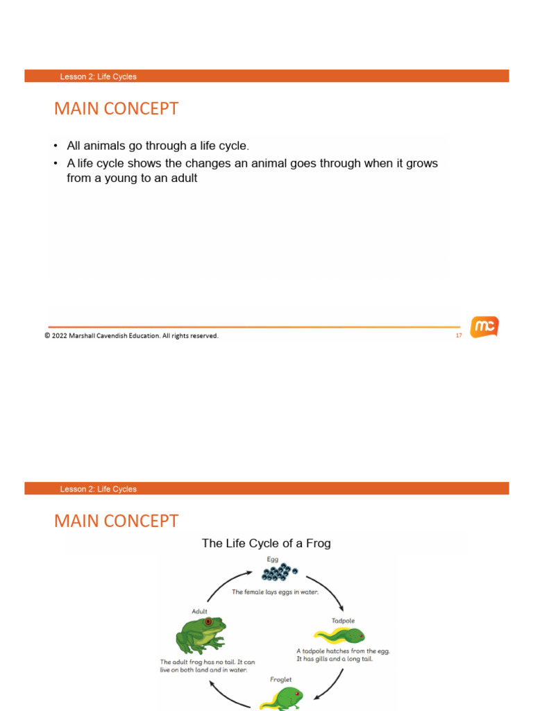 Notes of Life Cycle | PDF