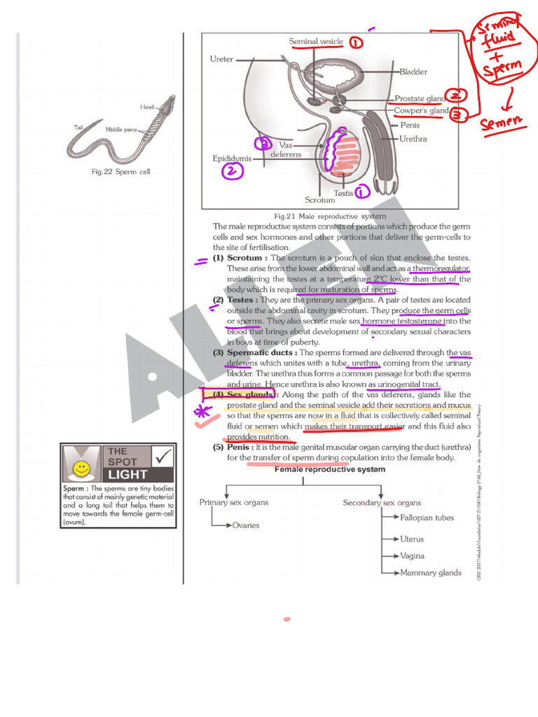 Human Reproduction | PDF