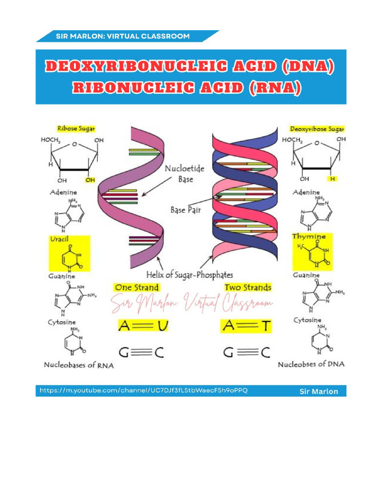 DNA Notes | PDF