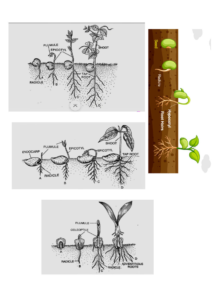 Bio Project Images | PDF