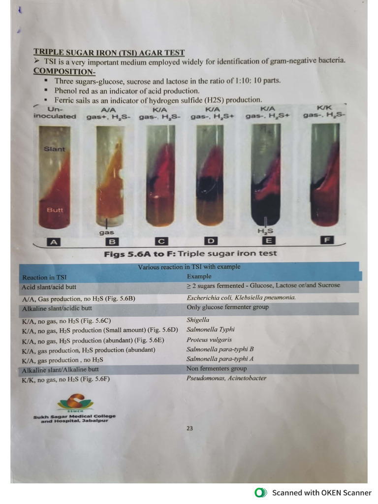 Microbiology Charts | PDF