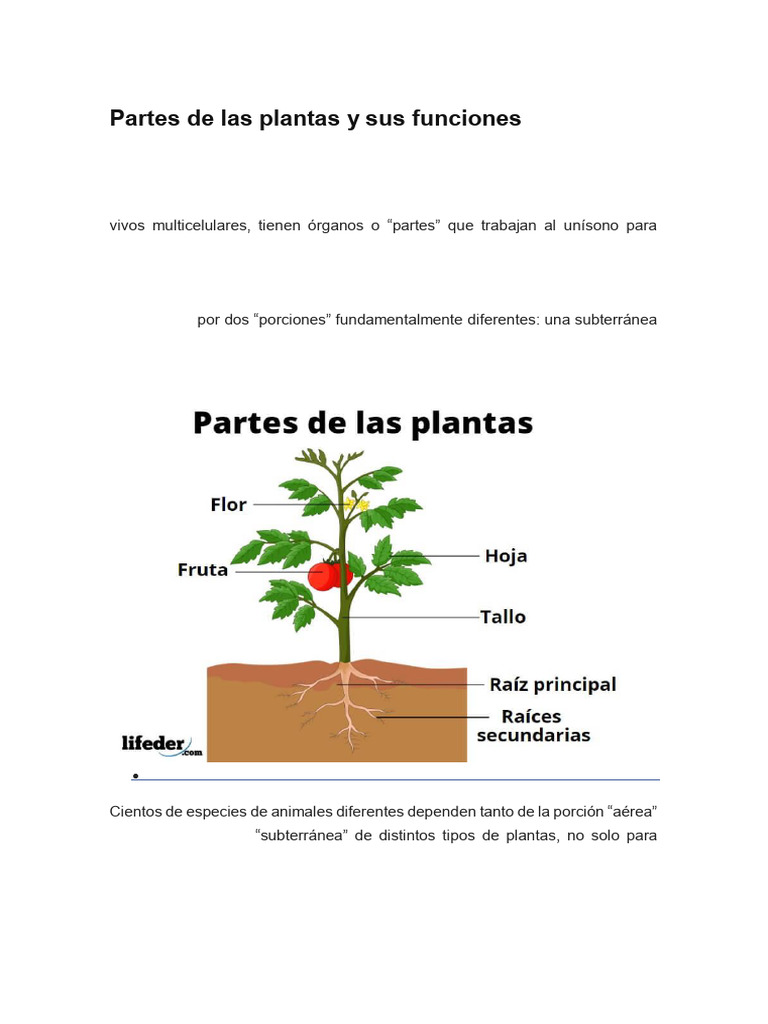 Partes de Las Plantas y Sus Funciones 1 | PDF | Raíz | Tallo de la planta