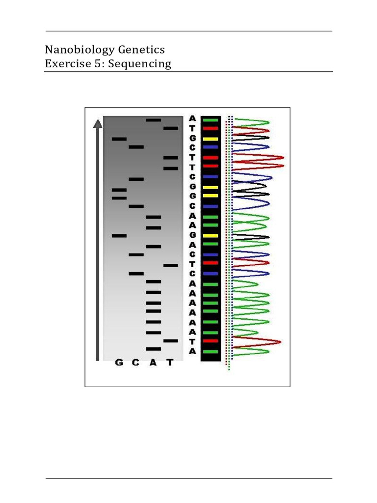 NB Genetics Exercise 4 Sequencing | PDF | Dna Sequencing | Primer ...
