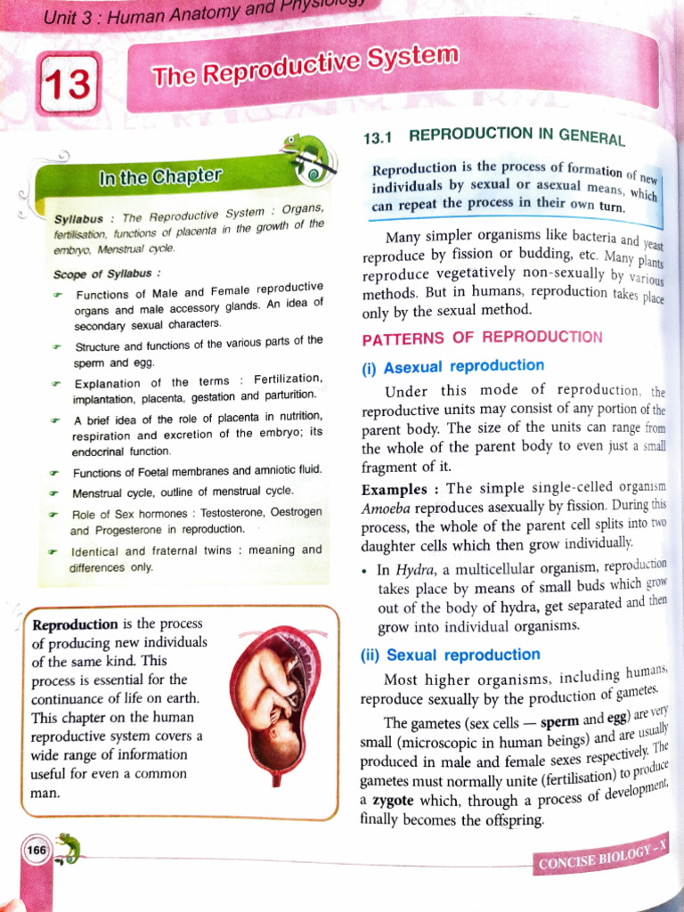 Reproductive System Cls 10 | PDF | Menstrual Cycle | Testicle