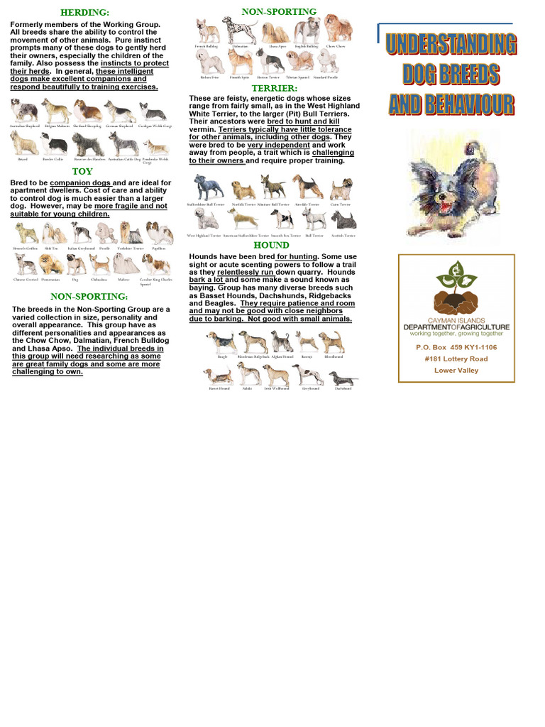 Understanding Dog Breeds Brochure | PDF | Terriers | Dog Breeds